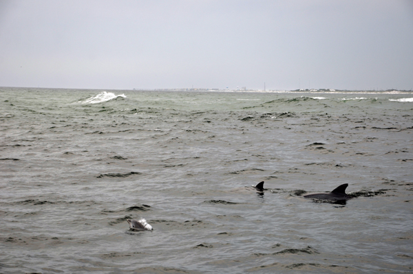 dolphins in Destin Florida